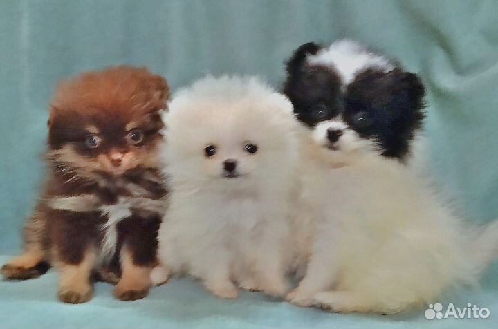 Девочки мини