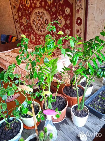 Замиокулькас