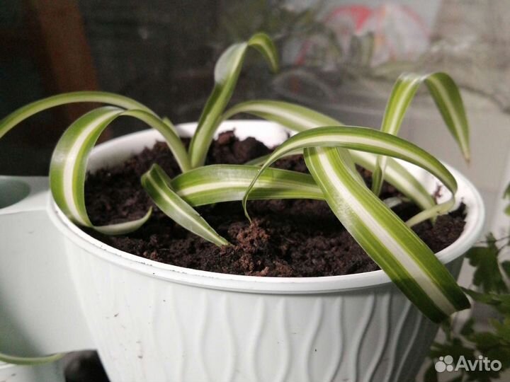 Хлорофитум кудрявый