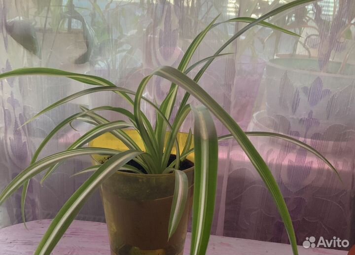 Хлорофитум 2 вида