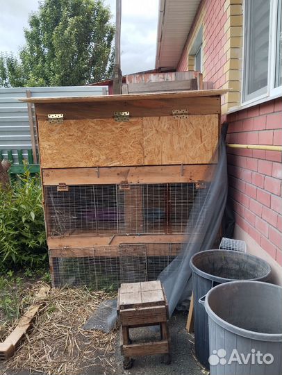 Декоративные кролики