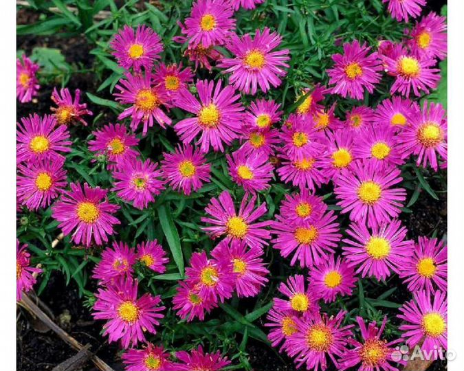 Астра кустарниковая Alice Haslam