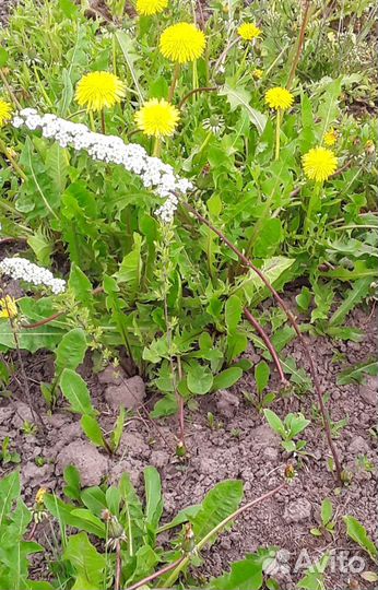 Укорененные черенки растений