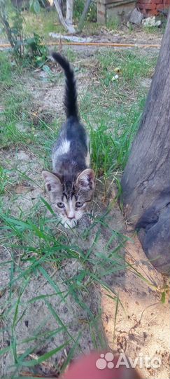 Британские котята