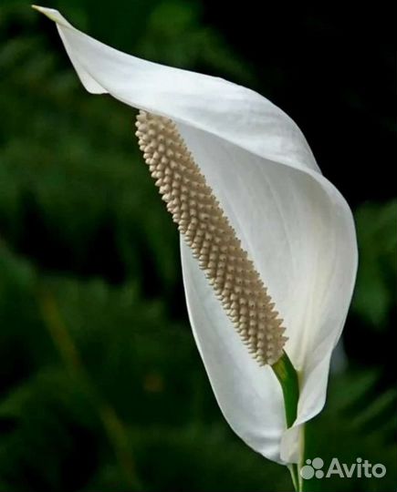 Спатифиллум 