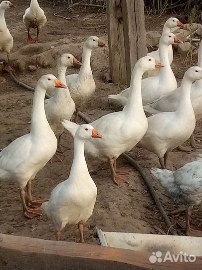 Гуси,Индоутки,Муларды