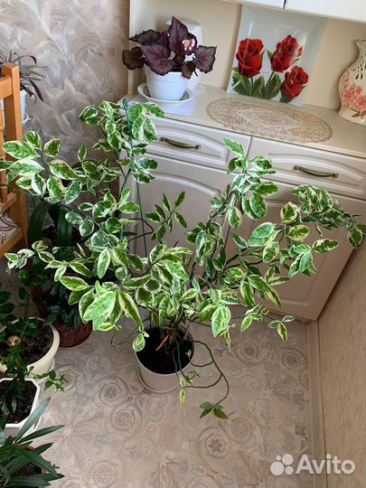 Педилантус