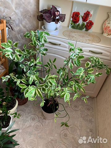 Педилантус