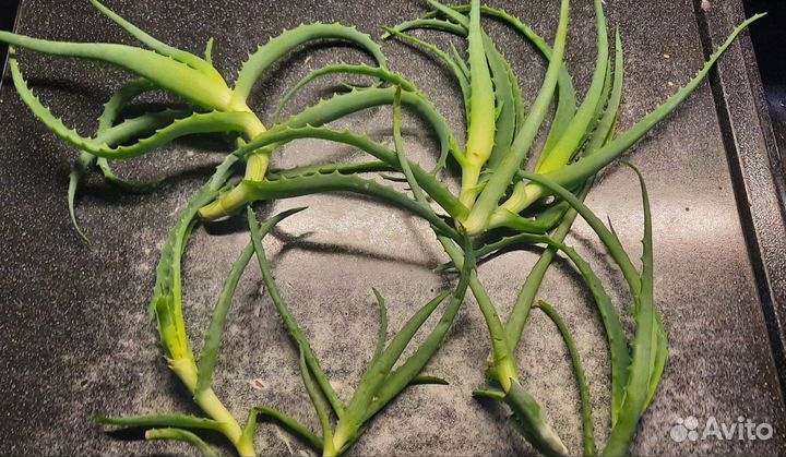 Алоэ столетник