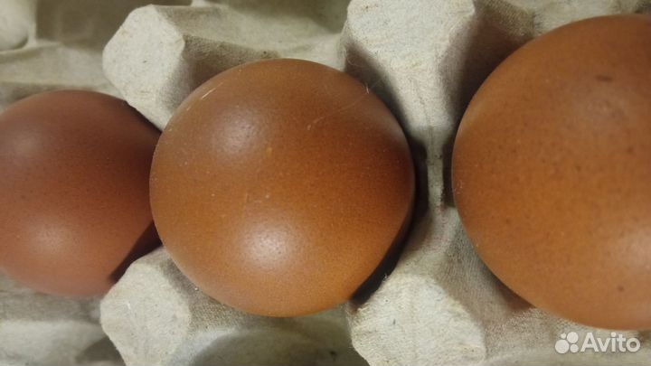 Инкубационное яйцо