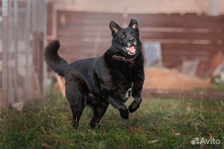 Преданный и ласковый пёс ищет дом