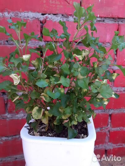 Альтернантера