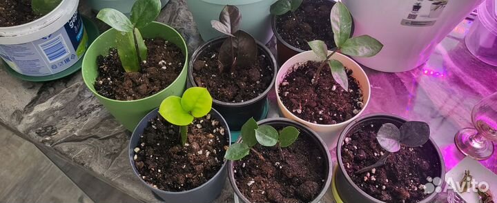 Замиокулькас