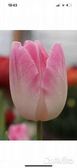 Луковицы тюльпанов