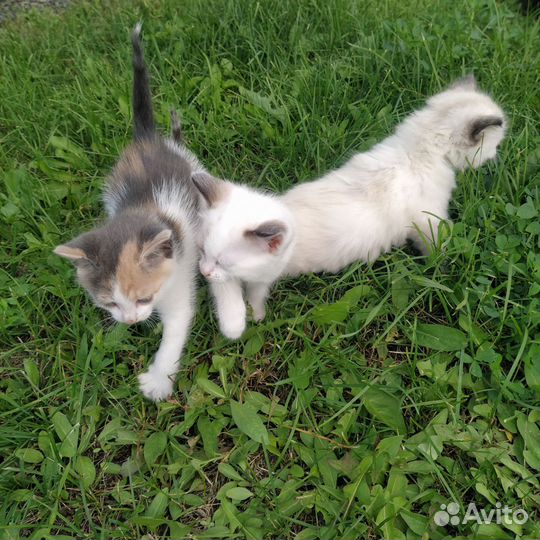 Миленькие кошечки