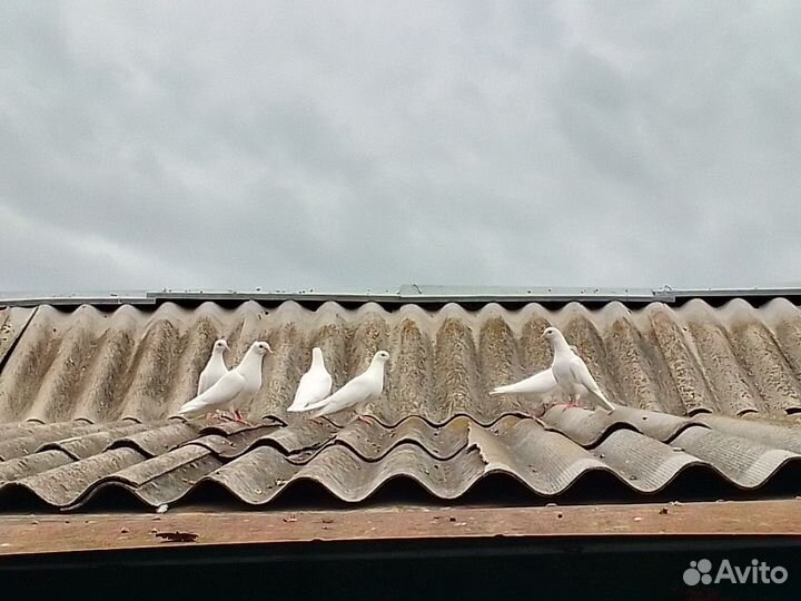 Продажа голубей