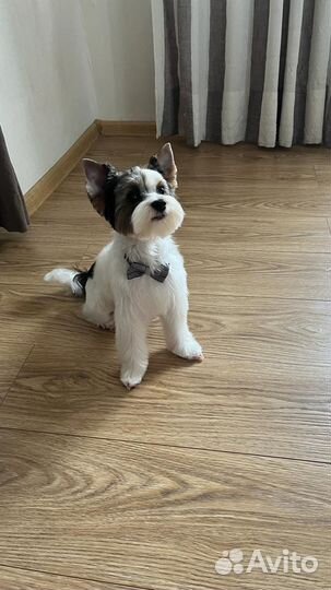 Случка / вязка кобель Бивер йорк