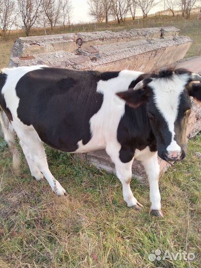 Молодая телка1 год и7 месяцев
