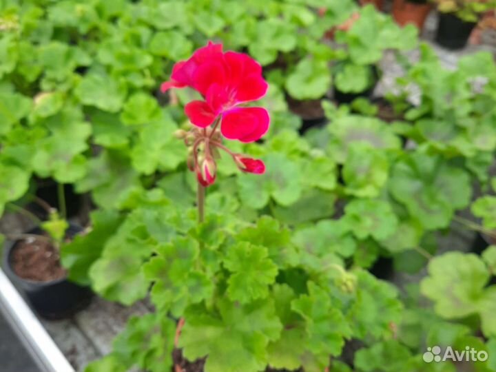 Пеларгония герань