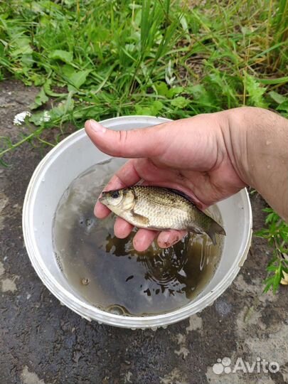 Карась живец