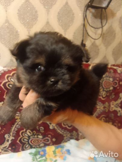 Щенки шпица