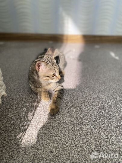 Кошка (корманный тигр)