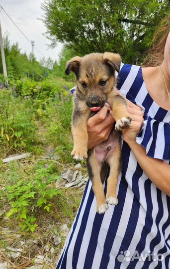 Мальчюганы