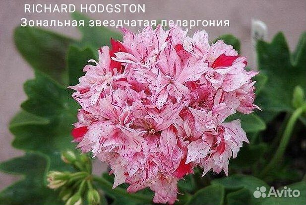Сортовые пеларгонии. Укорененные черенки