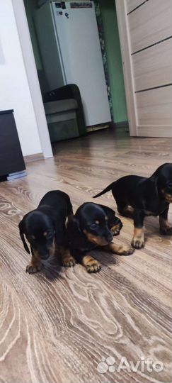 Щенки таксы