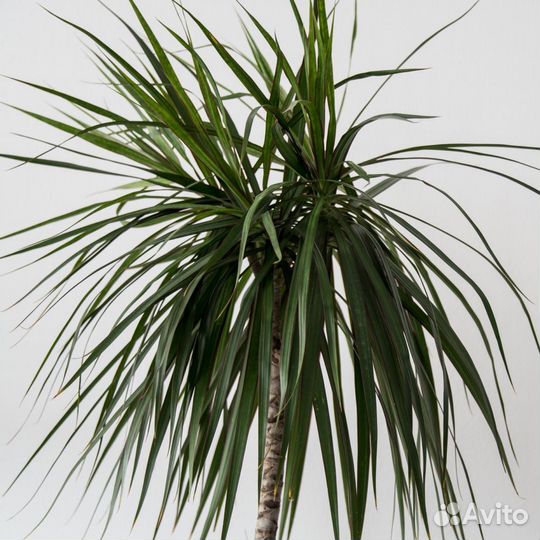 Растение Драцена Маргината Маджента