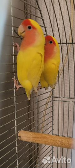 Попугай неразлучники с клеткой