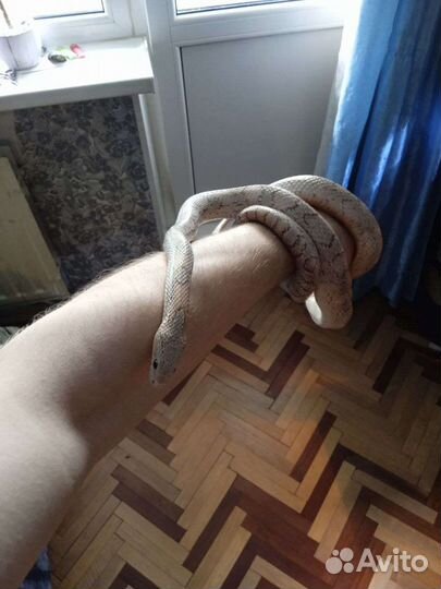 Змея в аренду для фотосессий