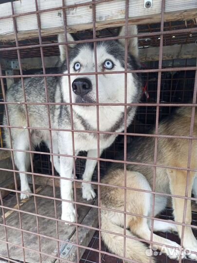 Отлов собак