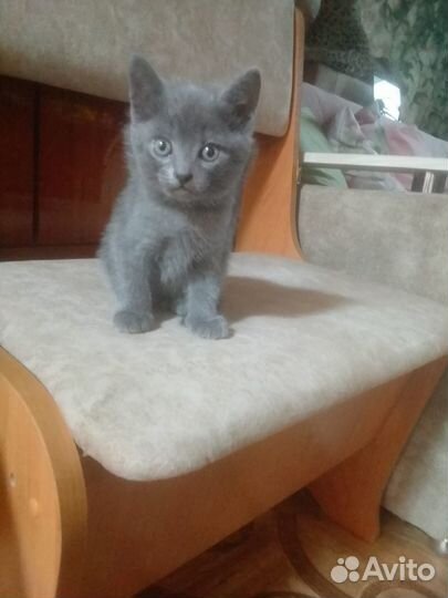Котик в добрые руки