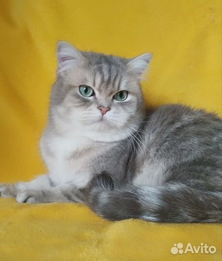 Британский кот
