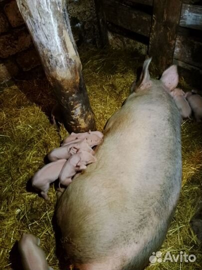 Свинина деревенская живым весом