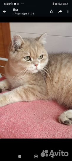 Британская