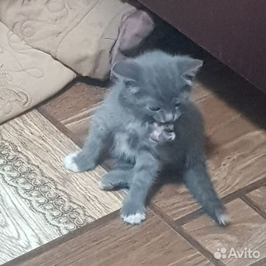 Котенок