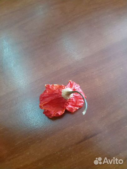 Перец острый колокольчик