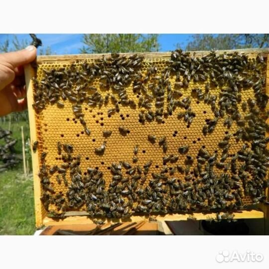 Продам пчелосемьи