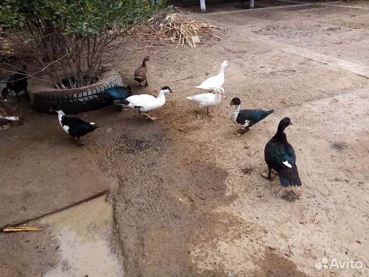 Мускусные утки