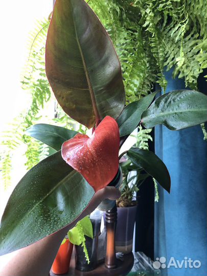 Филодендрон red sun