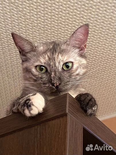 Кошка в хорошие руки