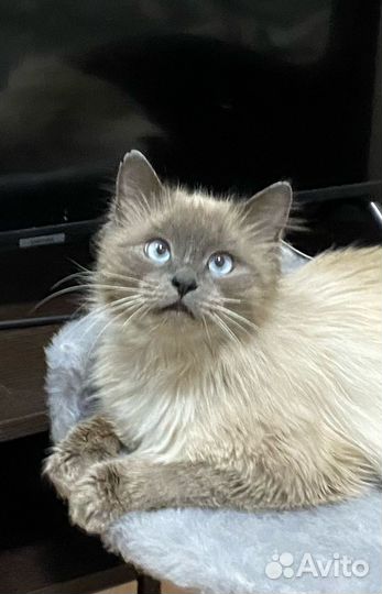 Кот в добрые руки