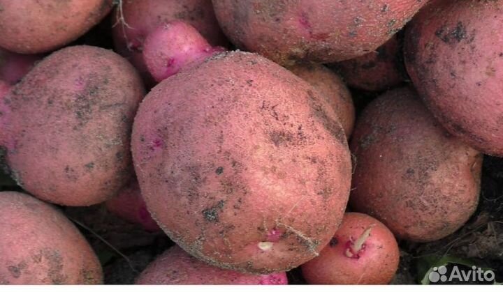 Продам картофель