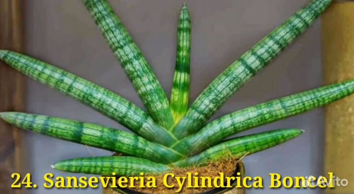 Сансевиерия Цилиндрика Бонсель,веер