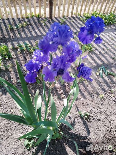 Цветы. Ирисы бородатые