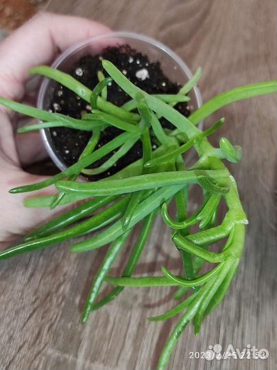 Крестовник комнатный цветок