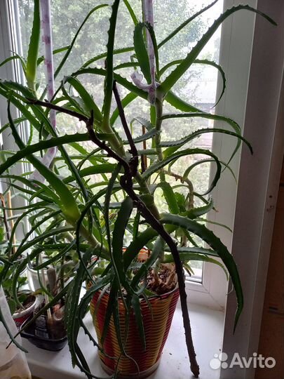 Алое лечебный 50 см 7 лет