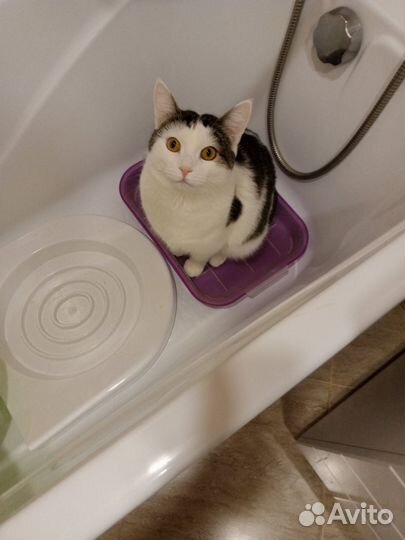 Котик в добрые руки